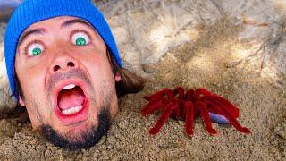 Buried in Sand and there's a GIANT CREEPY SPIDER