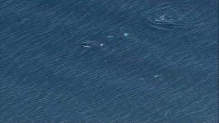 Orcas Spotted Swimming in Seattle