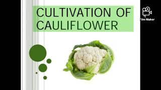 JRF Horticulture classes on cultivation of cauliflower &imp #agriculture#jrfhorticulture