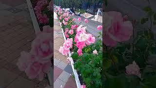 Голод2.Рубцова Наталья  