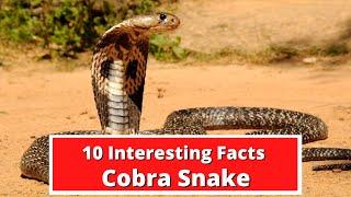 10 Facts About Cobra Snake | Global Facts