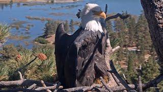 FOBBVNo Country For Any Ravens!Jackie Perches On Nest For Over 6 Hours2024-09-24