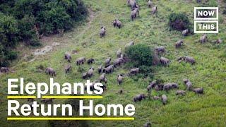 Elephants in Central Africa Return to Natural Habitat and Restore Grasslands