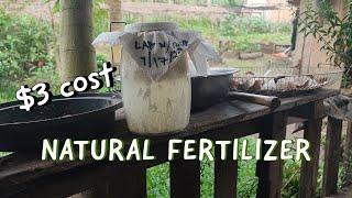 Earn 10,000 Monthly By Making This Effective Natural Fertilizer | Natural Farming Technique 