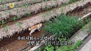 [꿈꾸는U] 고양이들은 어떻게 살아가고 있을까? [ 들고양이, 삶 ]