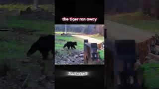 Tiger VS Cat