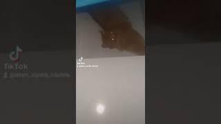 кокос прохлаждается