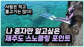 제주도 스노클링은 여기가 최고! 사람 적고 물고기 많은 숨겨진 제주도 스노클링 포인트를 소개합니다~