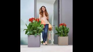 Кашпо для цветов  LECHUZA CANTO Stone Low с автополивом #shorts #lechuzamoscow #автополив