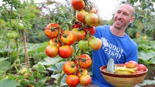 This Technique Forces Tomatoes to Produce Earlier, Ripen Faster, and Never Stop Fruiting