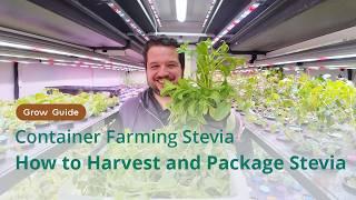 Harvesting Stevia | Stevia Grow Guide