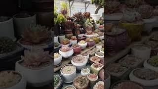 #다육식물 #多肉植物 #청주다육