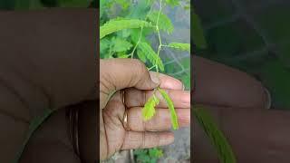 చింతచిగురు