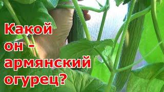 Первый раз выращивала "Армянский огурец". Так ли хорош армянский огурец, как о нем рассказывают?