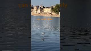 Can you walk slowly? #walking  #slowwalking #pushkarlake #pushkar #travel