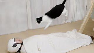 When my cats play bungie jumping over my whole body…Is this cat’s disco?  | SanHua Cat Live