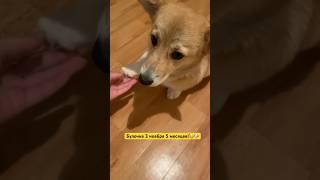 Девочка Булочка #корги #домашниеживотные #собака
