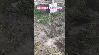 ||Лера кошечка