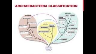 Classifications of archaebacteria