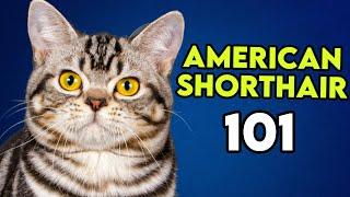 American Shorthair 101 - This Is What You Need To Know!