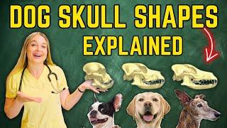 The 3 types of Dog Skull Shapes Explained!? | Veterinarian Dr. Lindsay Butzer