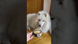 Утро собачника #dog #samoyed #самоед #puppy #собака #cute #animals #смешно #pets