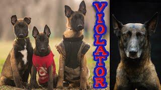 Violator of sports rules ‍️‍‍️ Part 3 Belgian Shepherd Malinois