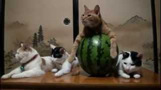 Assassin's Kittens Unity