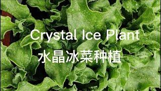 水晶冰菜种植Crystal ice plant