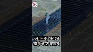 koun disa me । birds enjoying bath । #bengalicreepystory #shortfeed #viralvideo #trending ।