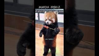 레서판다 귀엽다고 무시하면 안되는 이유 ㄷㄷ