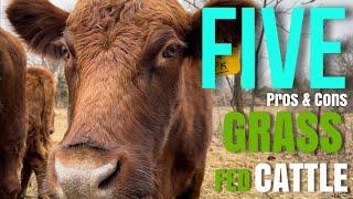 Grass Fed Cattle 5 Pros & Cons