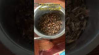 Обработка от насекомых #москва #жилье #дезинфекция #тараканы #котики