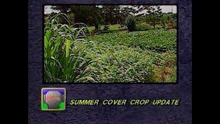 Summer Cover Crop Update