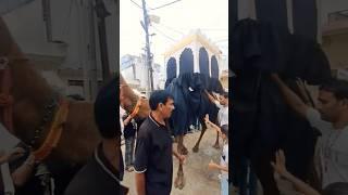 Zuljana e imam hussain #shortsvideo #shortfeed  #shorts #zuljanah