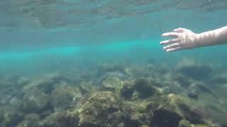 Black Sand Beach    Sea Turtles!!