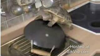 Teflon Turtle Love