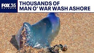 Portuguese man o' war spotted on Florida beaches