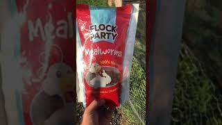 Ducklings love meal worms.....