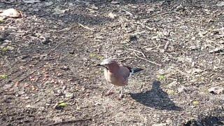 Jay in the Woods