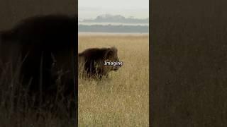 Lion vs Gorilla – Who Would Win in a Real Fight?  #gorillaguardians #lionhead