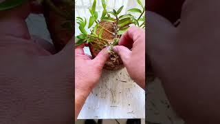 How amazing to grow orchids propagate plant fast and easy #4088