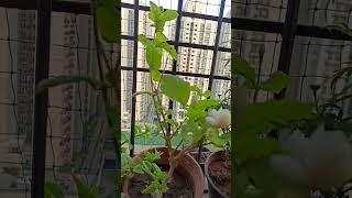 Dhoop mein rehne wale outdoor plants#shorts#Gardening with geet kumar