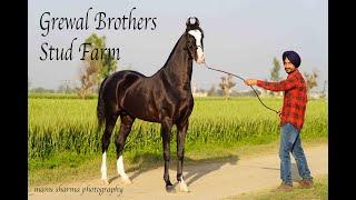 Grewal Stud farm house of beautiful Marwari horses proud a successful horse farm