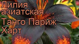 Лилия азиатская (lilium asiatic paris heart)  азиатская лилия обзор: как сажать, луковицы лилии