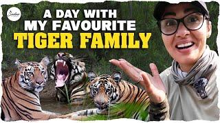 A Day With My Favourite Tiger Family || Wildlife 4K Vlog || Sadaa Wild Stories