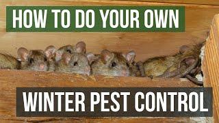 How to Do Your Own Winter Pest Control (Winter Pest Control Tips)