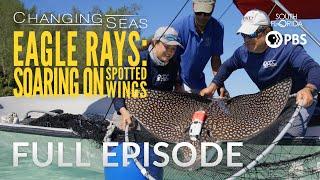 Eagle Rays: Soaring on Spotted Wings - Full Episode