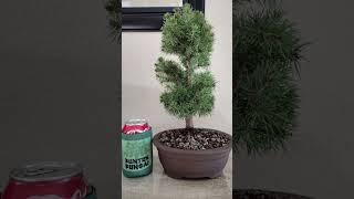 UPDATE: SOLD Alberta Spruce Bonsai Tree!!!!  #christmastree #bonsai #forsale