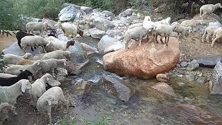 Mountain Sheep Crossing River   | Baadal hiillboy explores